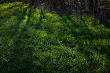 Grass and shadows. National Park Weerribben de Wieden. Wetering. Overijssel Netherlands.