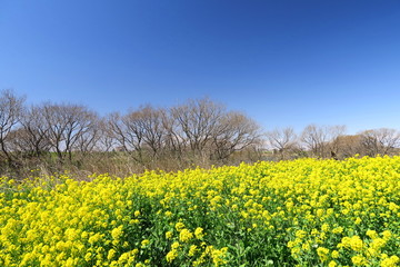 菜の花と枯れ木のある春の江戸川河川敷風景