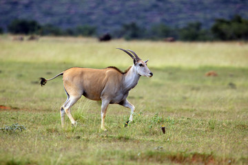 The common eland (Taurotragus oryx), also known as the southern eland or eland antelope in a savannah.