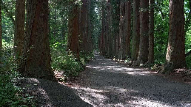 戸隠神社奥之院へと続く参道と杉並木