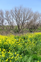 菜の花と枯れ木のある春の江戸川河川敷風景