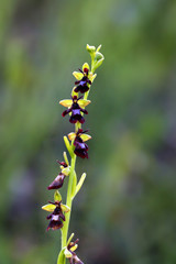 Ophrys insectifera, the fly orchid with green background. European orchid on green field with dark forest in background. Rare plants of Europe.