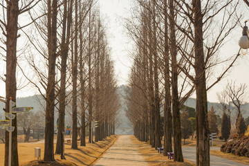 Metasequoia Road 메타세콰이어길