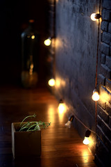 young sprouts in a pot / fresh little greens, biology, botany concept