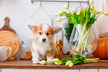 a Welsh Corgi puppy is sitting on a table near a vase of flowers