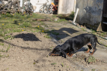 Black Dachshund on the sunny day playing
