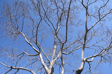 芽吹き始めた花水木の木