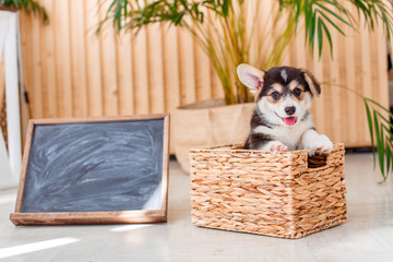 cute Welsh Corgi puppy sitting in a basket Studio  empty Board