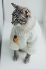 Pretty cat thai tabby point with blue eyes wearing fashion cardigan vertical photo