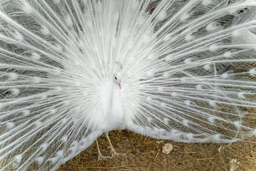 Obraz premium White peacock with feathers out.
