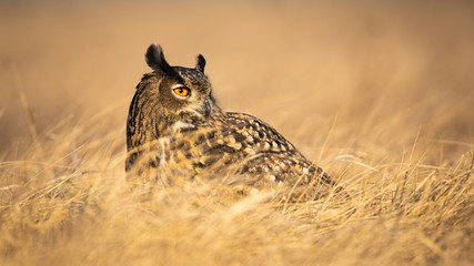 Adult eurasian eagle-owl, bubo bubo, looking aside with large orange eyes. Wild owl sitting on a...