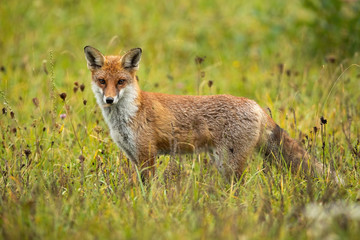 Naklejka na ściany i meble Angry red fox, vulpes vulpes, facing camera on a green meadow in summer from side view. Full frame of a wild mammal predator in natural environment. Dangerous animal in wilderness.