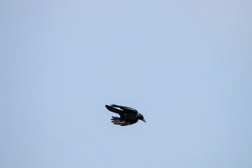 big crow on the sky