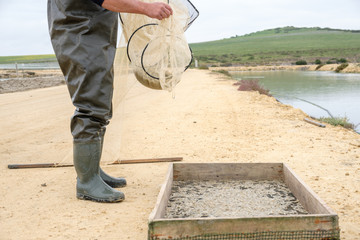 Pesca de camarones en rio con nasa de pesca