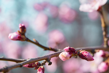 bright pink and white flowers on trees, blooming, spring landscape, beautiful background