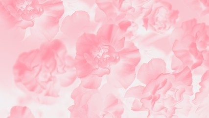 Pale pink abstract background. Floral gradient background, delicate carnation flowers pattern, 16:9 panoramic format