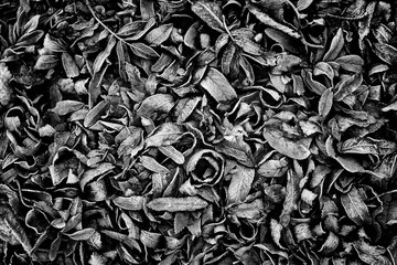 Black and white background with dead frozen leaves in hoarfrost