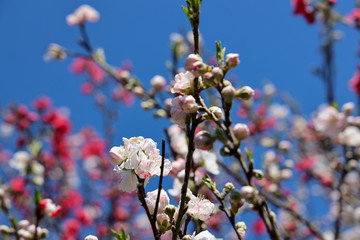 京都ぶらり、鷹峯あたりで源平ウメ