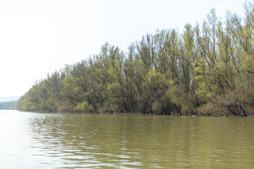 Danube River With Forest In The Background On The Sunny Day