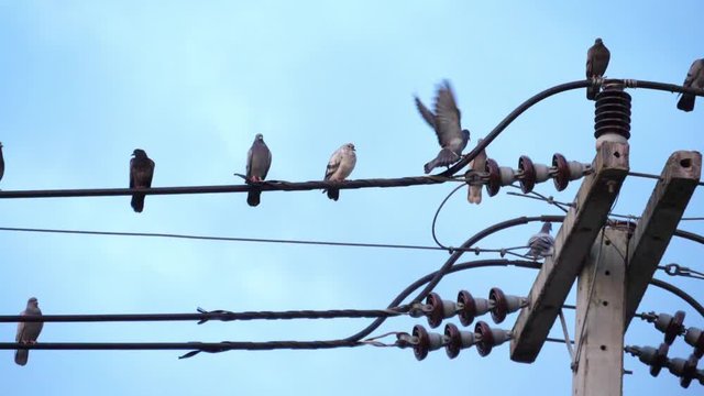 Slow motion speed scene of pigeon fail to landing leg on electric line and slide, nature behavior of bird flock that live in city, row of dove on wire.