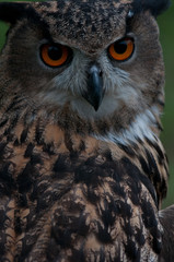 Eurasian Eagle Owl