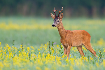 Male roe deer, capreolus capreolus, standing in open landscape with flowers from low angle. Adorable animal with antlers looking aside with copy space and blurred green background.