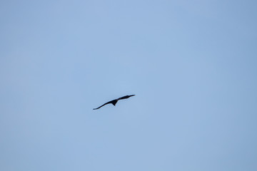 big crow on the sky