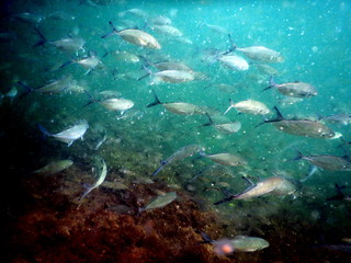 Fototapeta na wymiar Costa Rica Sea life