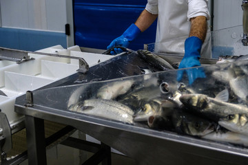 Pescado fresco en planta de procesamiento y envasado 