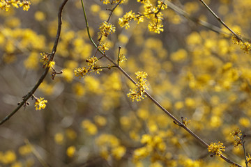 the early spring Cornelian cherry dogwood flower