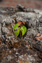 Small plant in a tree stump