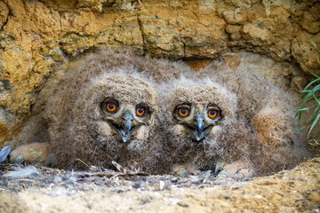 Cute eurasian eagle-owl, bubo bubo, younglings hiding under rocks of cliff and facing camera. Small...