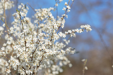 Blossoming branch with with flowers of cherry plum.