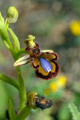 mirror orchid / Spiegel-Ragwurz (Ophrys speculum subsp. speculum) Ibiza, Spain / Spanien