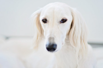 Purebred white saluki sighthound or gazehound, is a serious hunter at heart. Can trace its roots back to the ancient Egyptians. A dog portrait from a Persian Greyhound which is gentle with children.