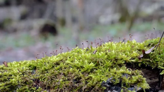 Feather-Moss  (Brachythecium rutabulum) displaying Sporophytes with the spore capsules & Gametophytes on a fallen log in a spring forest.