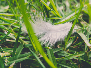 Feather on the grass