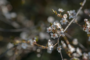 Blossoming branch with with flowers of cherry plum.