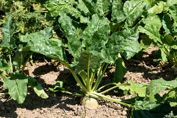 Sugar beet grows in the field. Technical culture, the roots of which contain a lot of sucrose.