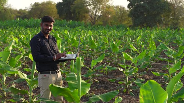 Indian Agronomist in banana field 