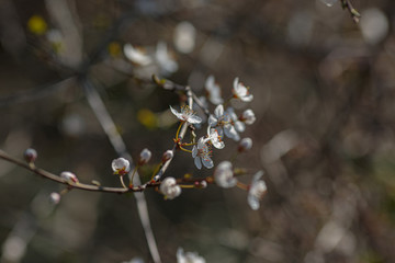 Blossoming branch with with flowers of cherry plum.