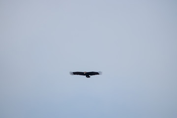 Fototapeta na wymiar big crow on the sky