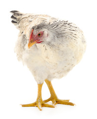 white hen isolated.
