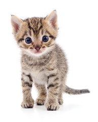 Kitten on white background.