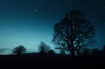 Fototapeta na wymiar tree and starry sky in night landscape