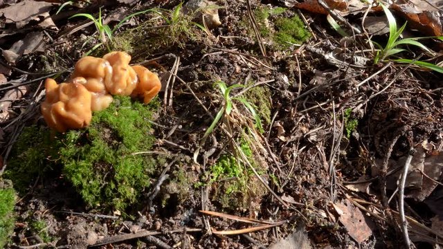 False Morel mushroom (Gyromitra gigas) in a mix spring forest.  Dolly shot.