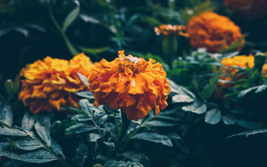 Orange marigold flower