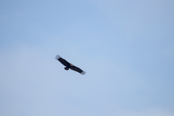big crow on the sky