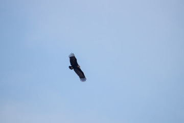 big crow on the sky