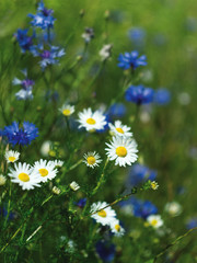Camomile and cornflower on field. Summer country landscape